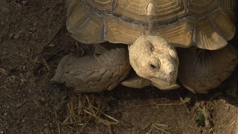 Big old turtle close-up. The turtle sits in place. Ancient animal in Africa 库存影片 120538174