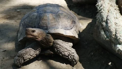 Big old turtle close-up. The turtle sits in place. Ancient animal in Africa Video stock 139055342