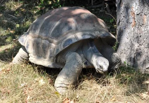 Big old turtle Stock Photos