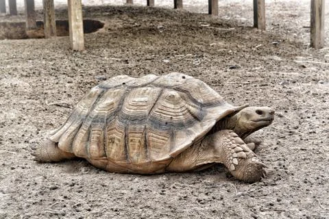 Big old turtle 스톡 사진