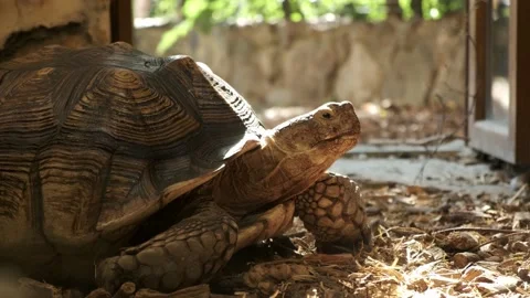 Big old turtle slowly crawling in a zoo. Ancient reptile moving Stock Footage 209146580
