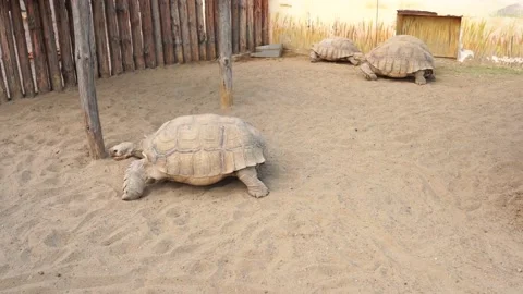 Big old turtle, Turtle moving. Ancient animal in Park, nature, or zoo Stock Footage 156040164