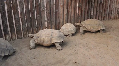 Big old turtle, Turtle moving. Ancient animal in Park, nature, or zoo Stock Footage 156040168