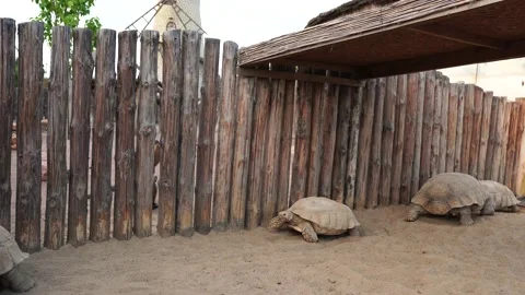Big old turtle, Turtle moving. Ancient animal in Park, nature, or zoo Stock Footage 156040175