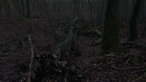 Big old uprooted tree after the storm in the forest Stock Footage 123979327