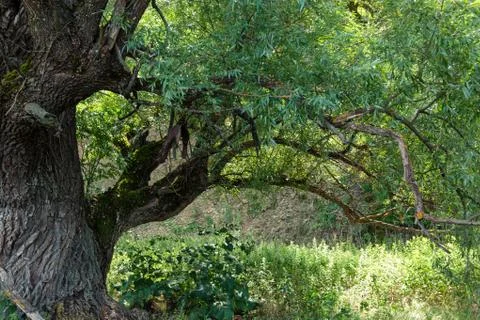 Big old willow Stock Photos