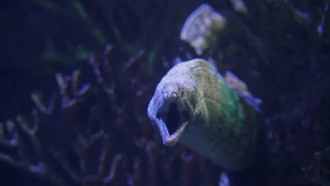 Big older moray eel in the sea close up Stock Footage 155664739