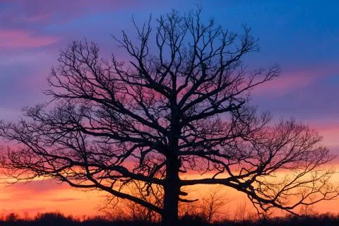 Big Ole Tree at Sunset Stock Photos