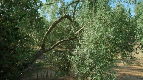 Big olive branch with sunlight Видео 65451944