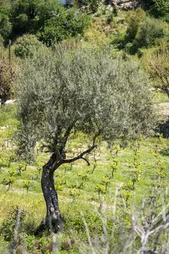 Big olive tree and background of a farm. Stock Photos