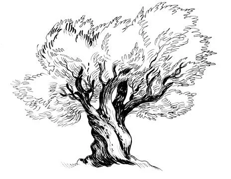 Big olive tree Stock Illustration