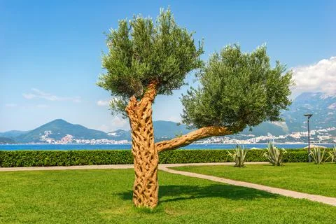 Big olive tree Stock Photos
