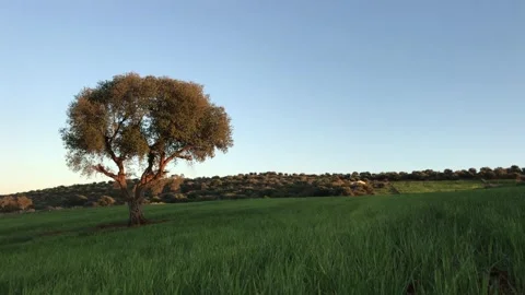 A BIG OLIVE'S TREE IN A BIG GREEN FIELD Stock Footage 150314441
