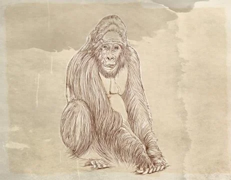 A big one gorilla Stock Illustration