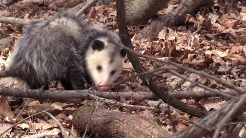 Big opossum foraging in the forest very close walks away Vídeo Stock 88246201