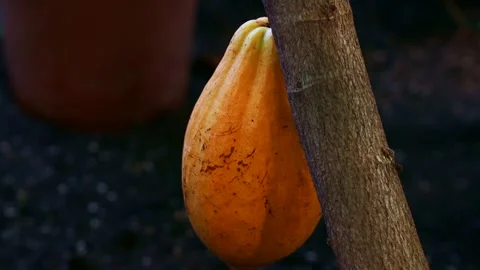 Big orange cocoa fruit with beans on Cacao tree close up Stock Footage 270477934