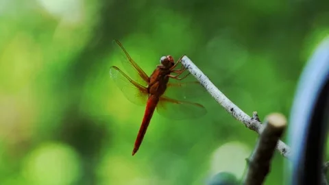 A big orange dragonfly doing multiple take offs and landings on a branch Vídeos de archivo 158715040