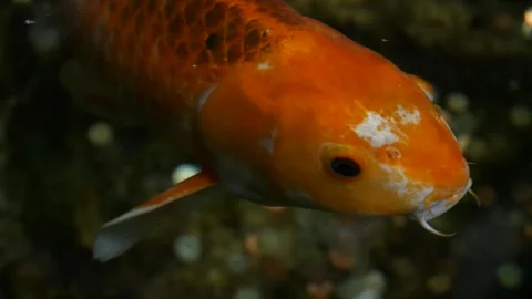 Big orange fish closup Stock Footage 282548842