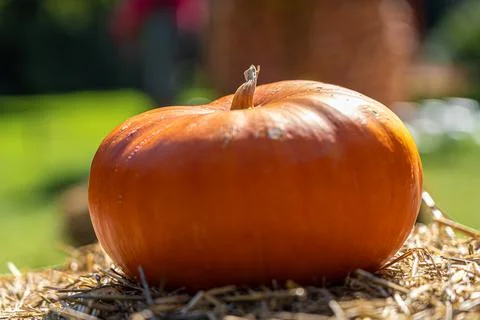 Big orange pumpkin on a block of straw Stock Photos
