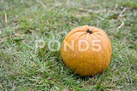 Big orange pumpkin on green grass Stock Photos