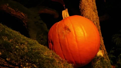 Big orange pumpkin on mossy tree in autumn dark garden Stock Footage 309812527