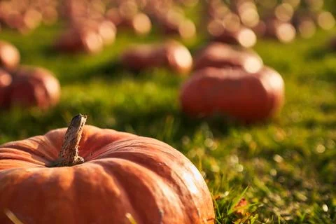 Big orange pumpkin in pumpkin patch at sunny day. Stock Photos