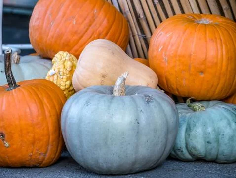 Big orange pumpkin. Pumpkins of different sizes and colors 스톡 사진