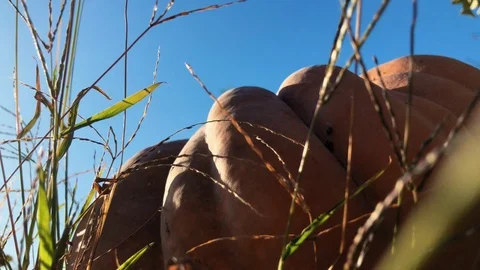 Big orange pumpking lying/growing on the ground in the grass. Footage from Video stock 116465128