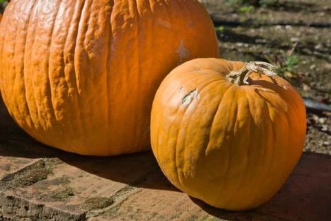Big orange pumpkins Stock Photos