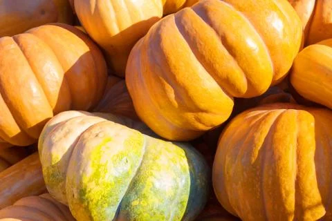 Big orange pumpkins Foto stock