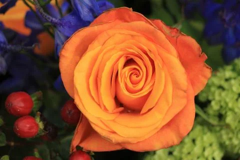 Big orange rose in a wedding arrangement Stock Photos