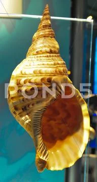 Big orange sea shell Stock Photos