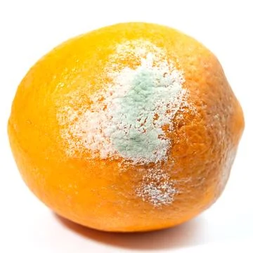 The big orange started to get moldy Stock Photos