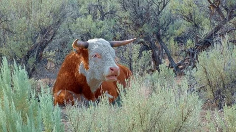 Big orange steer wild west 1 Cow Steens Mountain Near Malhuer Wildlife Refuge 1 Stock Footage 81590955