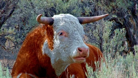 Big orange steer wild west 2 Cow Steens Mountain Near Malhuer Wildlife Refuge 2 Stock Footage 81591161