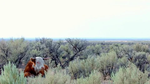 Big orange steer wild west 3 Cow Steens Mountain Near Malhuer Wildlife Refuge 3 Stock Footage 81591186