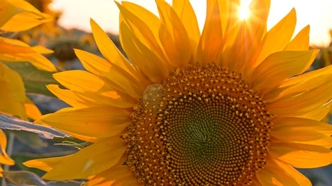 Big orange sunflowers. Setting sun lighting the field of sunflowers. Close-up Stock Footage 114064528