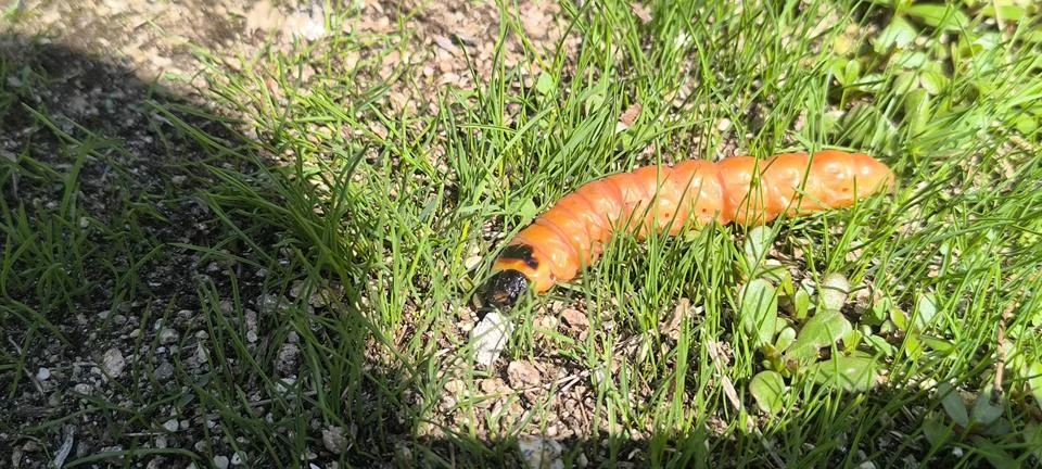 Big orange worm Stock Photos