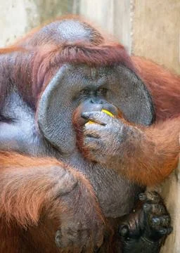 Big orangutan eats orange Stock Photos