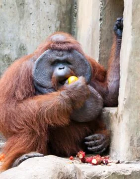 Big orangutan eats orange Stock Photos