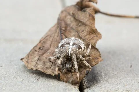 Big Orb spider on the leaf Stock Photos