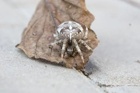 Big Orb spider on the leaf Stock Photos
