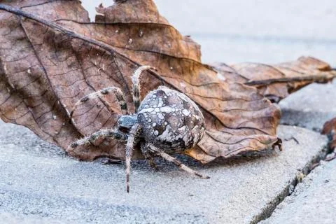 Big orb spider Stock Photos