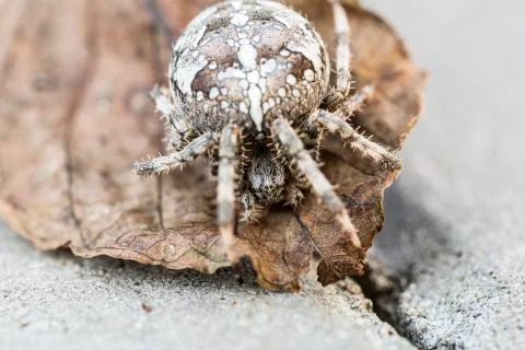 Big orb spider Stock Photos