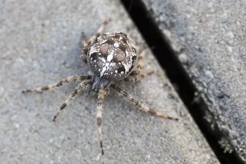 Big Orb spider Stock Photos