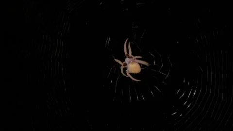 Big Orb Weaver Spider at night 스톡 동영상 172335594