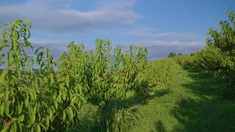 Big orchard with peach trees Video stock 168270890