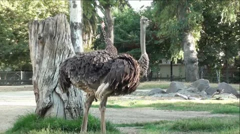 Big Ostrich in Beautiful Setting Stock Footage 12044799