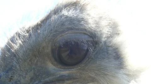 Big ostrich eye close-up Stock Footage 88142919