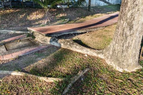 Big overgrown root from tree destroy pavement sidewalk Stock Photos